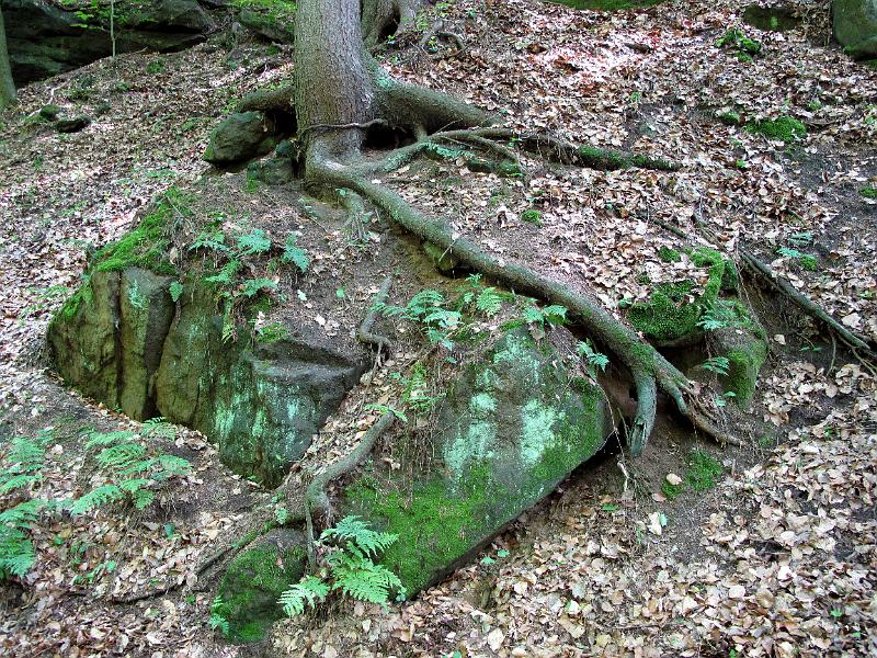 2010-06-12, Uttewalder Grund (8).jpg